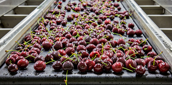 cherries conveyed in a moist area application for further processing