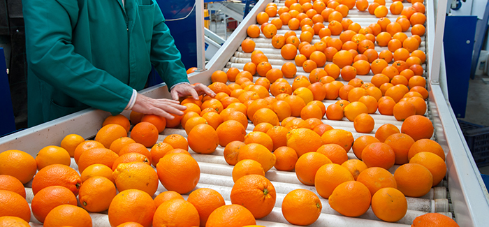 oranges conveyed on plastic rollers with inspector selecting for quality.