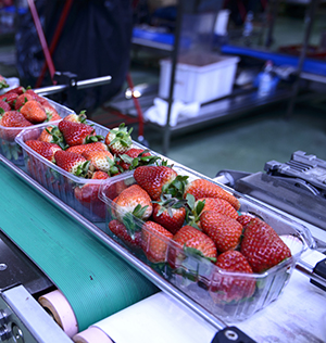strawberry carton transport on a sanitary conveyor system.